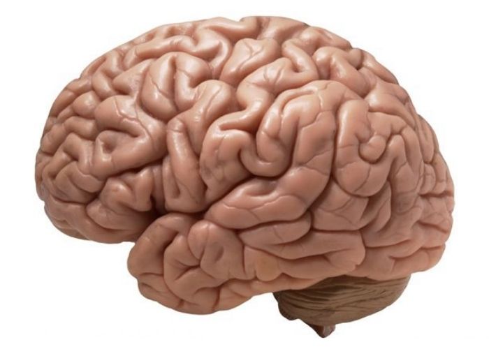 Hình ảnh não bộ người