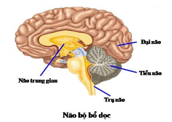Hình ảnh sơ đồ cấu tạo của não bộ