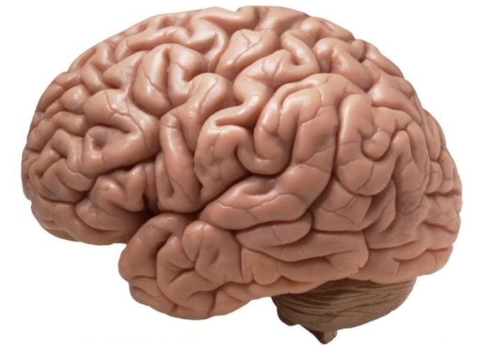 Những điều thú vị về sơ đồ cấu tạo bộ não con người